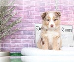 Small Photo #4 Australian Shepherd Puppy For Sale in BEL AIR, MD, USA