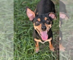 Cal- tiny but mighty - Male Miniature Pinscher-Unknown Mix Dog for Adoption - Photo #3