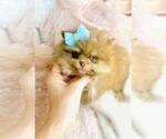 Small #7 Pomeranian