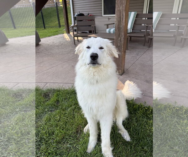 Medium Photo #3 Great Pyrenees Puppy For Sale in Brooklyn Center, MN, USA
