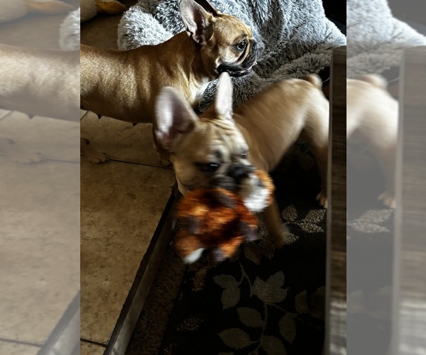 Medium Photo #4 French Bulldog Puppy For Sale in PHOENIX, AZ, USA