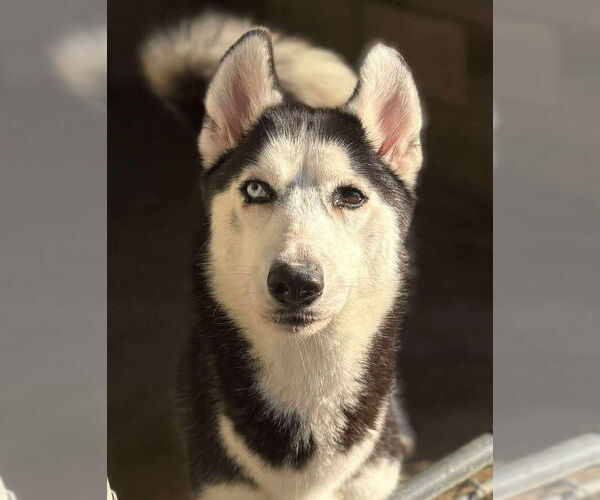 Medium Photo #1 Siberian Husky Puppy For Sale in Matawan, NJ, USA