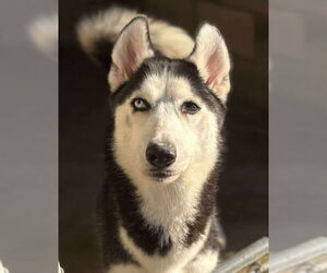 Siberian Husky Dogs for adoption in Matawan, NJ, USA