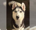 Indiana - Female Siberian Husky Dog for Adoption - Small photo