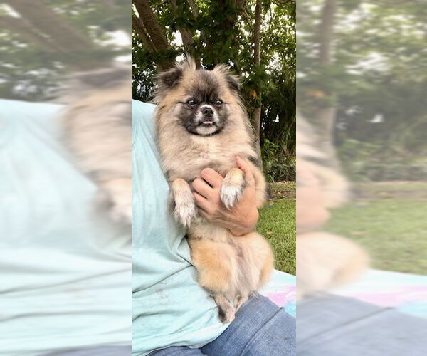 Medium Photo #8 Pominese Puppy For Sale in Weston, FL, USA
