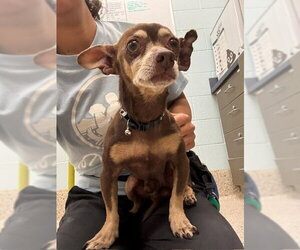 Chihuahua Dogs for adoption in Brighton, CO, USA