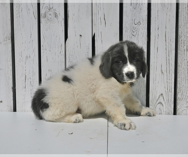 Medium Photo #2 Newfoundland Puppy For Sale in MILLERSBURG, OH, USA