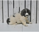 Small Photo #2 Newfoundland Puppy For Sale in MILLERSBURG, OH, USA