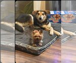 Small Photo #3 German Shepherd Dog-Greyhound Mix Puppy For Sale in Escondido, CA, USA