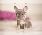 Small Photo #5 French Bulldog Puppy For Sale in LOX, FL, USA