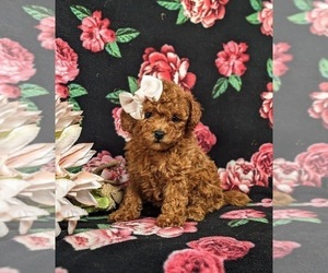 Poodle (Toy) Puppy for sale in GLEN ROCK, PA, USA