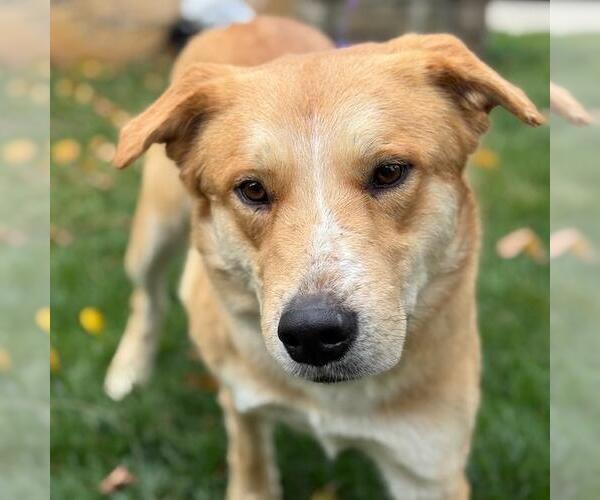 Medium Photo #2 Golden Labrador Puppy For Sale in San Diego, CA, USA
