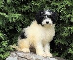 Small #1 Poodle (Miniature)-Portuguese Water Dog Mix