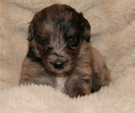 Image preview for Ad Listing. Nickname: Moose