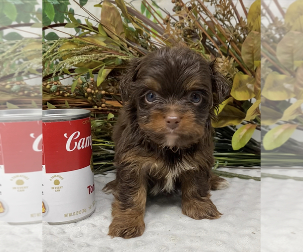 Medium Photo #15 Shorkie Tzu Puppy For Sale in SELLERSBURG, IN, USA