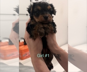 Chorkie Puppy for Sale in SUGAR LAND, Texas USA