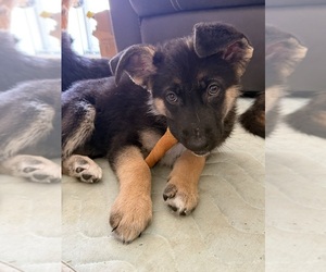 Medium German Shepherd Dog