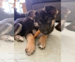 Puppy Penny German Shepherd Dog