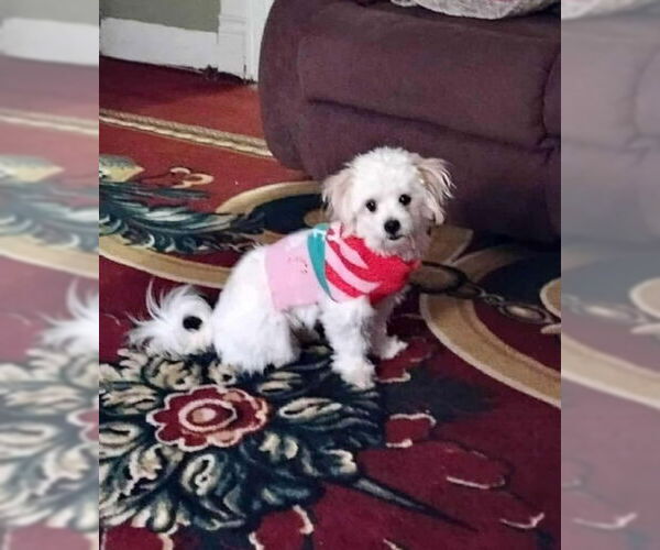 Medium Photo #1 Maltese-Unknown Mix Puppy For Sale in Grafton, WI, USA