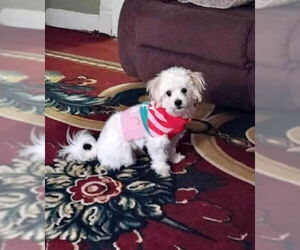 Maltese-Unknown Mix Dogs for adoption in Grafton, WI, USA