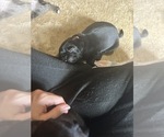 Small Photo #34 Frenchie Pug Puppy For Sale in BLOOMINGTON, IL, USA