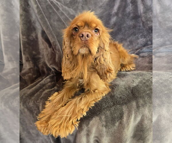 Medium Photo #1 Cocker Spaniel Puppy For Sale in Albuquerque, NM, USA