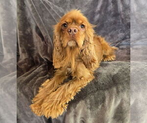 Cocker Spaniel Dogs for adoption in Albuquerque, NM, USA