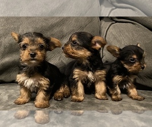 Yorkshire Terrier Puppy for sale in GOLDEN, CO, USA