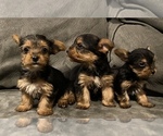 Small Photo #1 Yorkshire Terrier Puppy For Sale in GOLDEN, CO, USA
