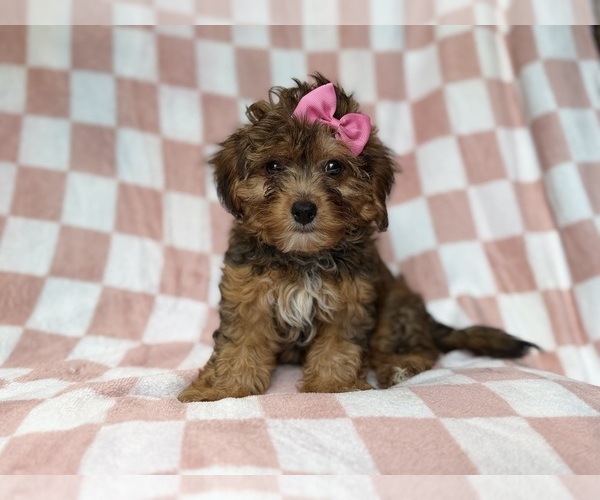 Medium Photo #2 YorkiePoo Puppy For Sale in LAKELAND, FL, USA