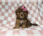 Small #1 YorkiePoo