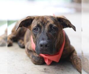 American Staffordshire Terrier-Boxer Mix Dogs for adoption in San Antonio, TX, USA