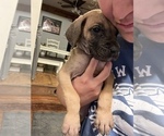 Small Photo #2 Great Dane Puppy For Sale in JOHNSTOWN, OH, USA