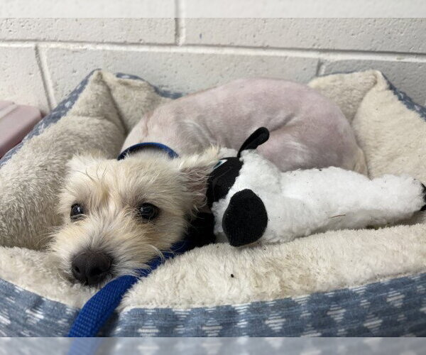 Medium Photo #1 Mutt Puppy For Sale in San Bernardino, CA, USA