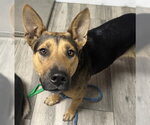 Small German Shepherd Dog Mix