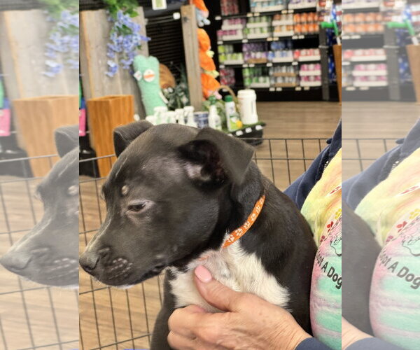Medium Photo #11 Bulldog-Catahoula Leopard Dog Mix Puppy For Sale in Munford, TN, USA