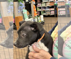 Curly - Male Bulldog-Catahoula Leopard Dog Mix Dog for Adoption - Photo #11