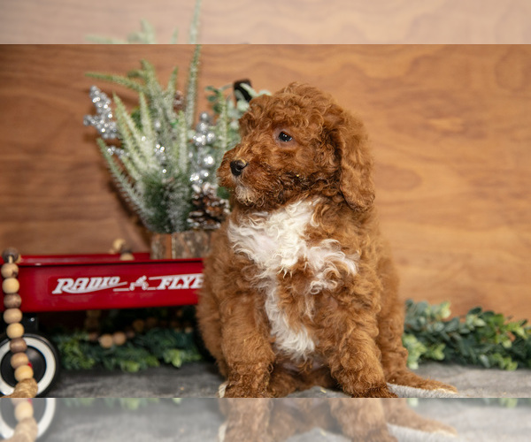Medium Photo #19 Poodle (Miniature) Puppy For Sale in WOLCOTTVILLE, IN, USA