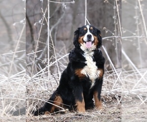 Mother of the Bernedoodle (Miniature) puppies born on 12/14/2025
