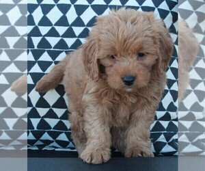 Goldendoodle (Miniature) Puppy for sale in FREDERICKSBURG, OH, USA