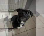 Small Photo #10 American Pit Bull Terrier Puppy For Sale in Pompano Beach , FL, USA