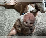 Small #13 American Pit Bull Terrier Mix