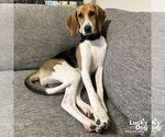 Small #1 Beagle Mix