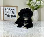 Small #1 ShihPoo