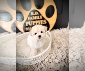 Maltipoo (Toy) Puppy for sale in CROSSVILLE, TN, USA