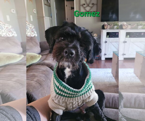 Medium Photo #1 Shih-Poo Puppy For Sale in Des Moines, IA, USA