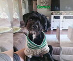 Small Shih-Poo