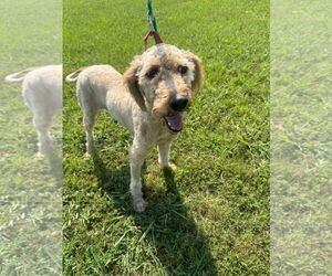 Mutt Dogs for adoption in Cliffwood, NJ, USA