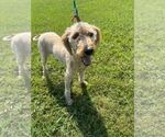 Small Mutt