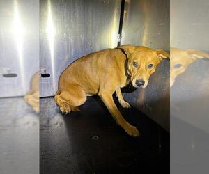 Labrador Retriever-Unknown Mix Dogs for adoption in San Antonio, TX, USA
